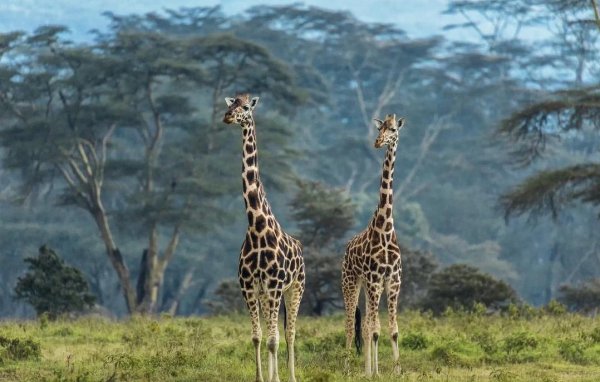 豪资随配 长颈鹿身高8米跑35公里，却为何数量骤减40%？